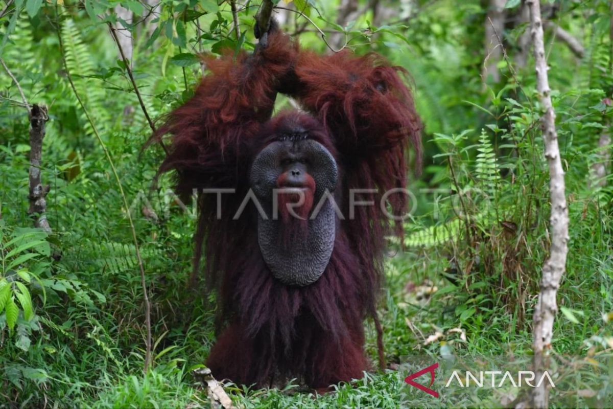 Kolaborasi Vital: BKSDA Kaltim Galang Dukungan Lindungi Habitat Orangutan di Hutan Produksi