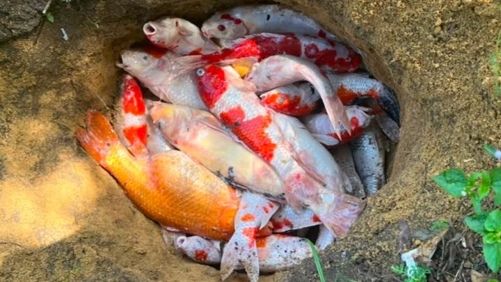 Krisis Listrik Parah Hantam Pekanbaru, UMKM Merugi Akibat Pemadaman Berkepanjangan