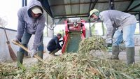 Penguatan Ketahanan Pangan Nasional: Aceh Gencarkan Pengembangan Bibit Sapi Unggul
