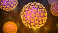 Dinkes Kulon Progo Pastikan Suspek Hantavirus Negatif, Imbau Warga Tingkatkan Kewaspadaan dan Kebersihan