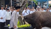 Batal Berangkat Haji, Purbaya Pilih Berbagi Sapi Kurban Jumbo di Jakarta