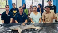 Terobosan Konservasi: Hiu Gangga, Predator Air Tawar yang Nyaris Punah, Ditemukan Kembali