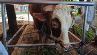Membedah Hukum Pekurban Memakan Daging Kurbannya Sendiri