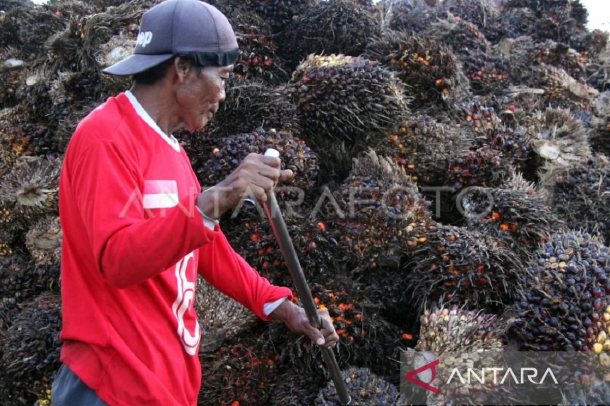 Disbun Kaltim Amankan Harga TBS Petani Sawit di Tengah Dinamika Kebijakan Ekspor Nasional