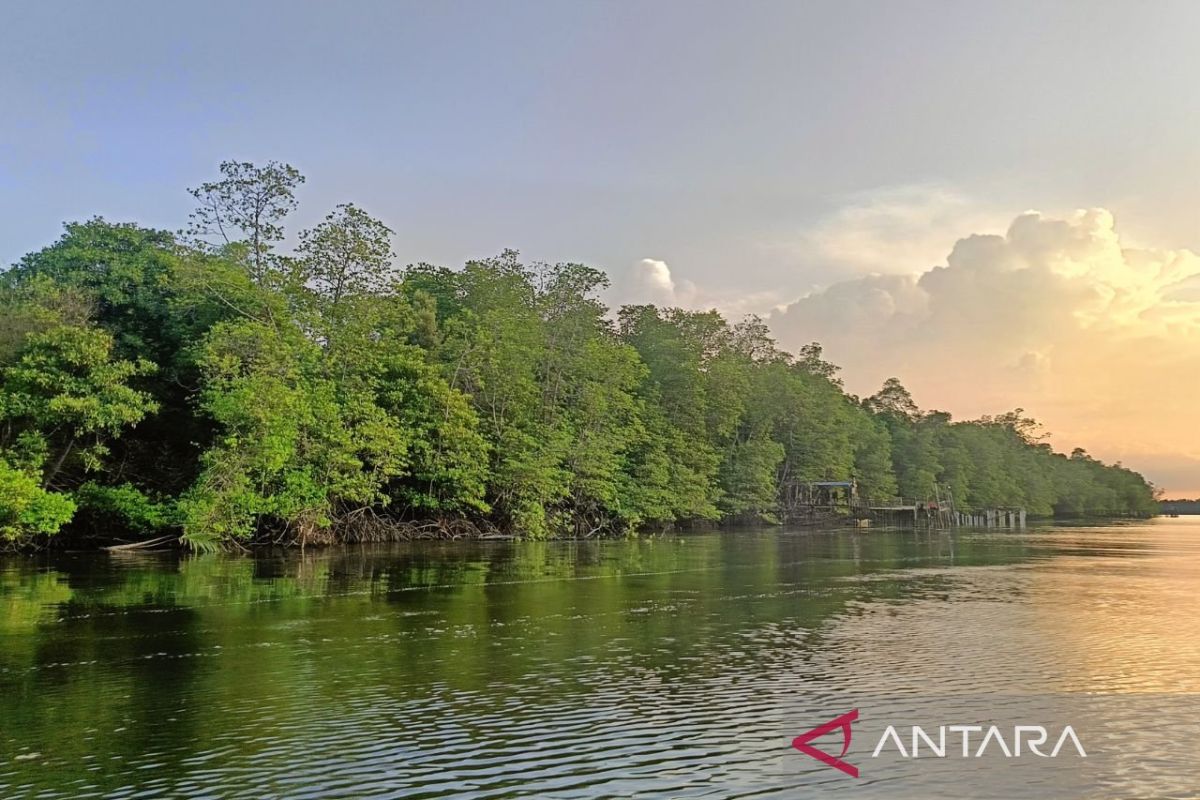 Kaltim Perkuat Benteng Alam: Pengelolaan Mangrove Jadi Prioritas Hadapi Krisis Iklim