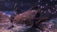 Paradoks Maskot Piala Dunia: Axolotl Terancam Punah di Habitat Asli