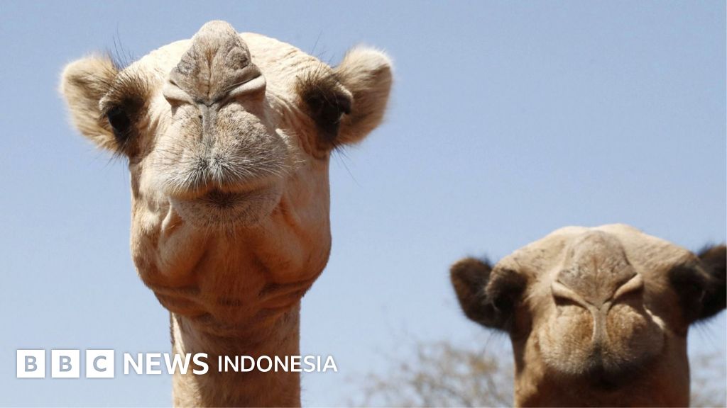 Panas Ekstrem Afrika Lumpuhkan Unta Gurun, Krisis Iklim Kian Nyata