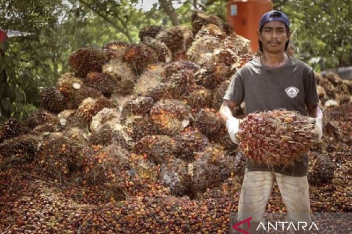 Harga TBS Sawit Kaltim Melonjak di Periode II Juli 2026, Petani Berharap Berkah